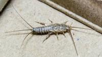 Silverfish Control Sydney image 2