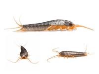 Silverfish Control Sydney image 3