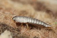 Silverfish Control Sydney image 6