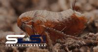 SES Fleas Control Canberra image 1