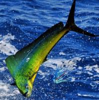 Deep Sea Fishing Charters Gold Coast image 1