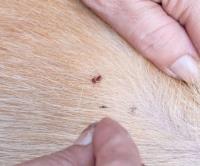 SES Fleas Control Sydney image 2