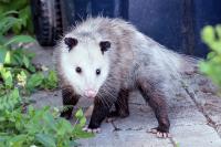 Possum Removal Brisbane image 3