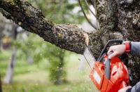 Tree Service Experts Toowoomba image 1