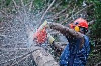 Tree Service Experts Toowoomba image 5