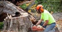 Sunshine Coast Arborist Tree Service image 7