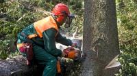 Sunshine Coast Arborist Tree Service image 8