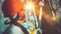 Sunshine Coast Arborist Tree Service image 10