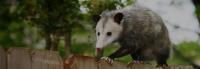 Sams Possum Removal Brisbane image 6