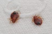 247 Bed Bug Control Sydney  image 5