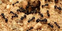 Fast Ant Control Brisbane image 3