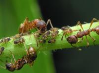 Fast Ant Control Brisbane image 1