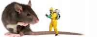 Green Pest Shield - Rodent Control Brisbane image 16