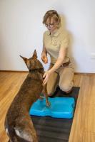 Canine Body Balance image 7