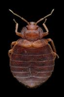 Sams Bed Bug Treatment Sydney image 1