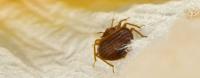 Sams Bed Bug Treatment Sydney image 2