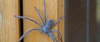 Exit Spider Control Adelaide image 2