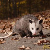 Possum Removal East Brisbane image 2