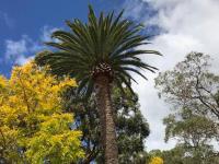 NSW Tree Works image 4