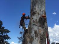 NSW Tree Works image 5