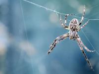 CBD Spider Control Adelaide image 1