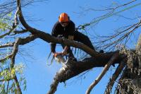 Launceston Tree Service image 1