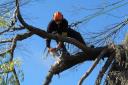 Launceston Tree Service logo