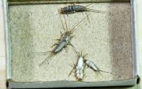 Exit Silverfish Control Sydney image 6