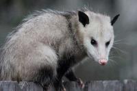 CBD Possum Removal Melbourne image 1