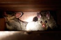 City Wide Possum Removal Sydney image 7