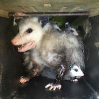 City Wide Possum Removal Sydney image 9