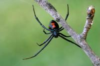 City Wide Spider Control Sydney image 3