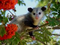 Possum Removal Perth image 3