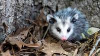 Possum Removal Perth image 4