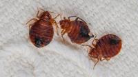 City Wide Bed Bug Control Sydney image 9