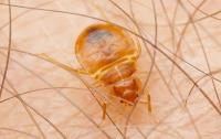 City Wide Bed Bug Control Sydney image 7