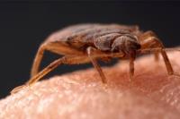 City Wide Bed Bug Control Sydney image 4