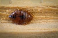 City Wide Bed Bug Control Sydney image 3