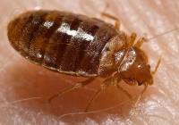 Goode Bed Bug Control Brisbane image 2