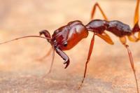 Goode Ant Control Brisbane image 9