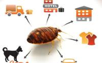 Goode Bed Bug Control Brisbane image 12