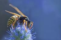 Wasp Removal Perth image 1