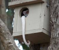 711 Possum Removal Melbourne image 4