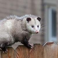 711 Possum Removal Melbourne image 7