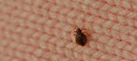 Preventive Bed Bug Control Brisbane image 1