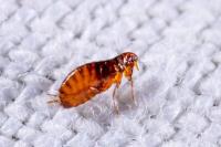 Preventive Flea Control Brisbane image 1