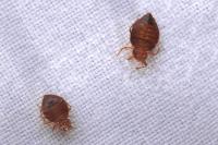 Preventive Bed Bug Control Brisbane image 3