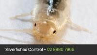 Eco Pest Control Sydney image 19