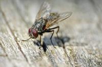 Preventive Flies Control Brisbane image 1