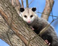 I Possum Removal Melbourne image 2